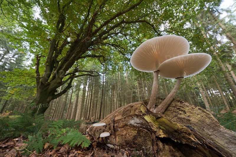 Porcelain fungus (Oudemansiella mucida) on deadwood