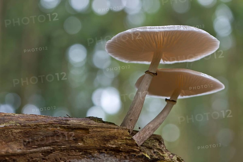 Ringed book mucus Rubling (Oudemansiella mucida) on deadwood