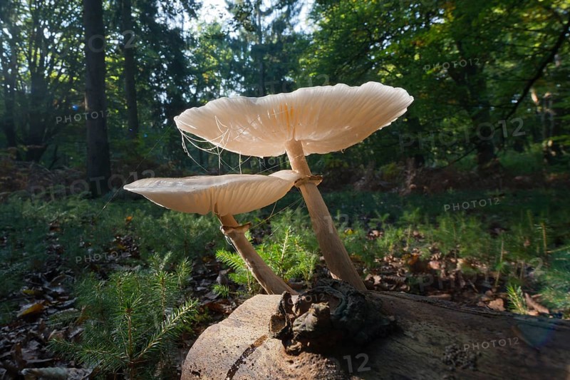 Ringed book mucus Rubling (Oudemansiella mucida) on deadwood