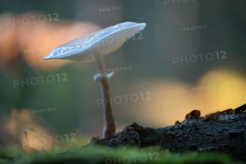 Porcelain fungus (Oudemansiella mucida)