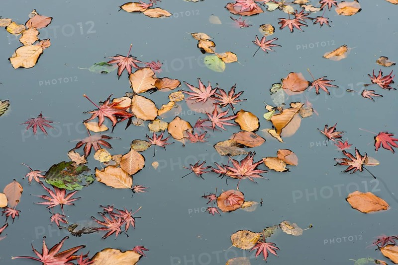 Smooth Japanese maple (Acer palmatum) and European beech (Fagus sylvatica) leaves in pond