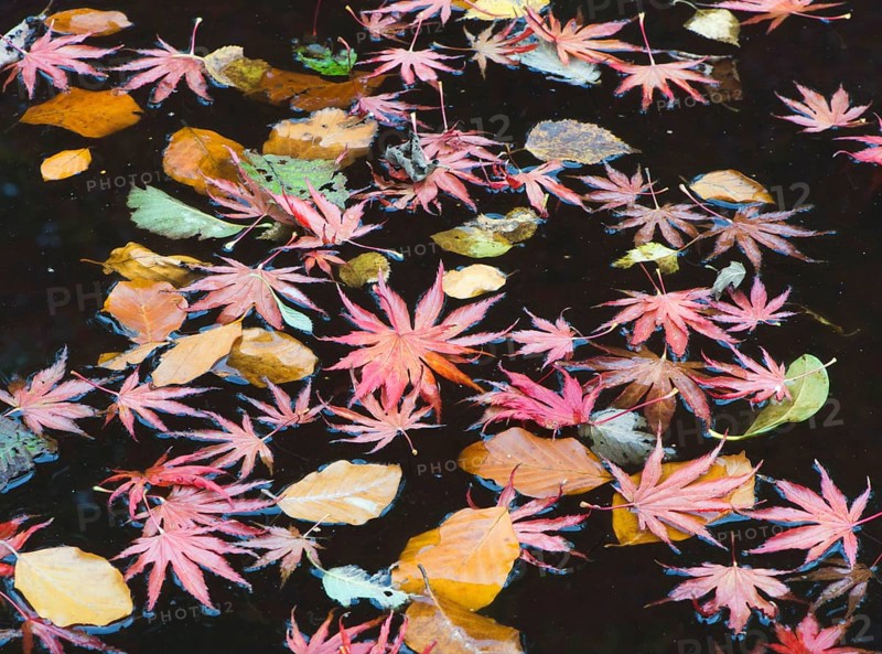 Smooth Japanese maple (Acer palmatum) and European beech (Fagus sylvatica) leaves floating in water