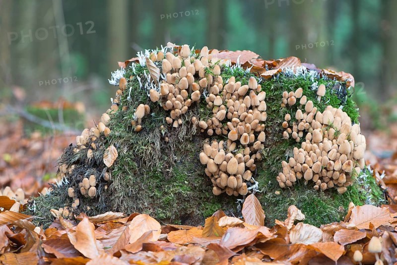 Mica cap