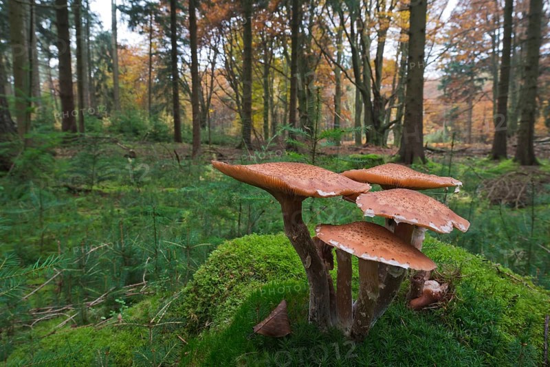 Common Armillaria (Armillaria solidipes) on moss