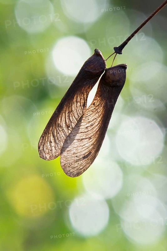 Fullmoon maple (Acer japonicum) seeds in backlight