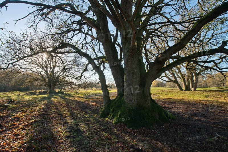 English oak