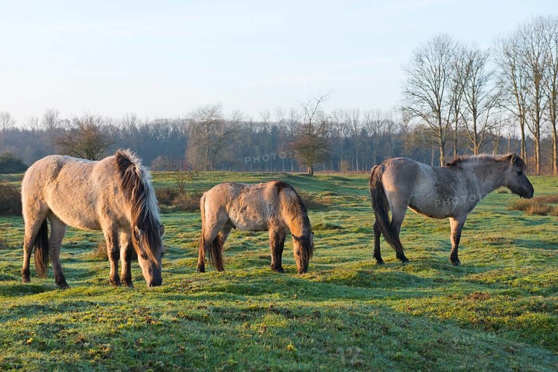 Tarpans (Equus ferus ferus)
