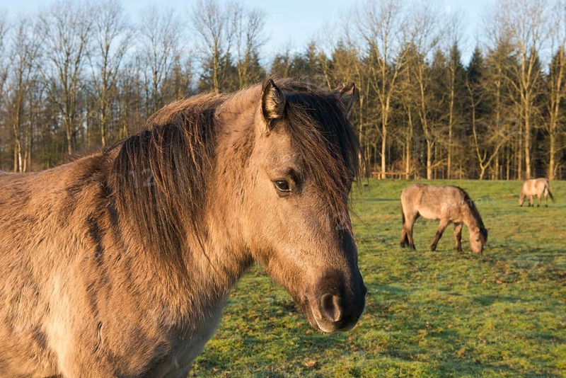 Tarpans (Equus ferus ferus)
