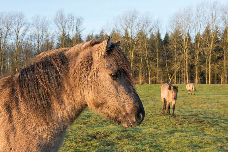 Tarpans (Equus ferus ferus)