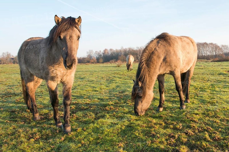 Tarpans (Equus ferus ferus)