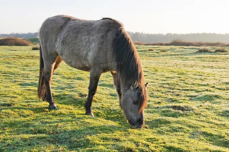 Tarpan (Equus ferus ferus)