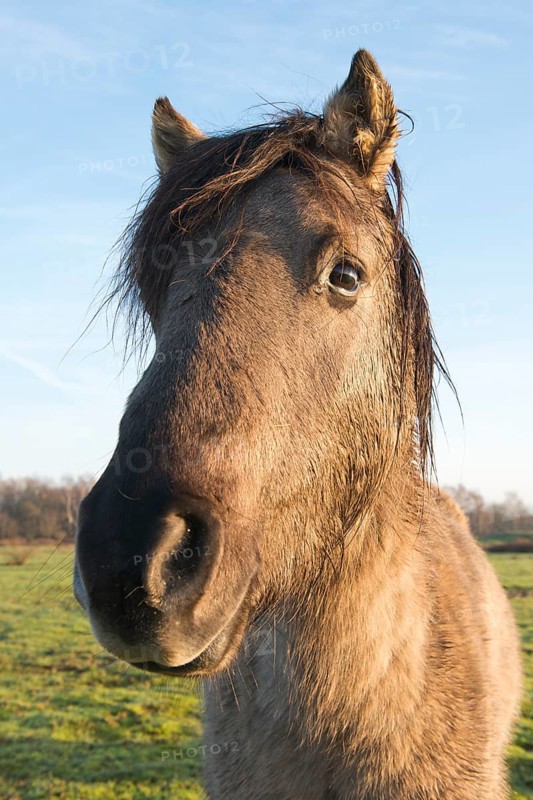 Tarpan (Equus ferus ferus)