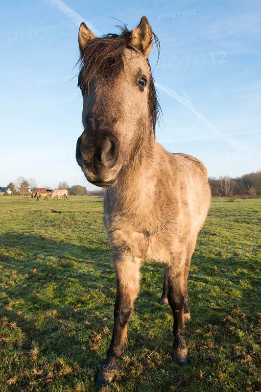 Tarpan (Equus ferus ferus)