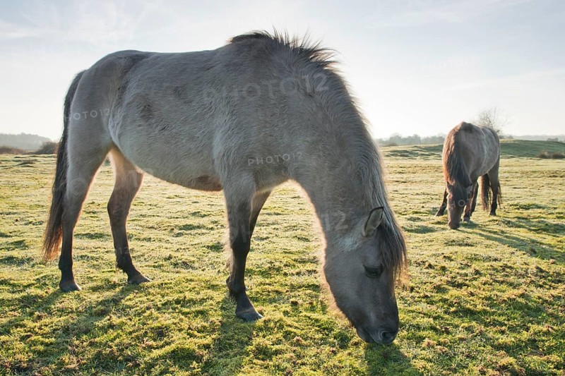 Tarpan (Equus ferus ferus)