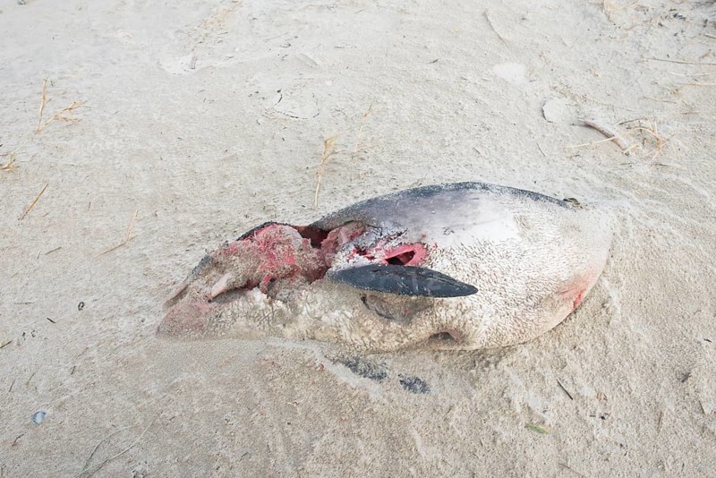Dead harbor porpoise (Phocoena phocoena) washed ashore on the beach