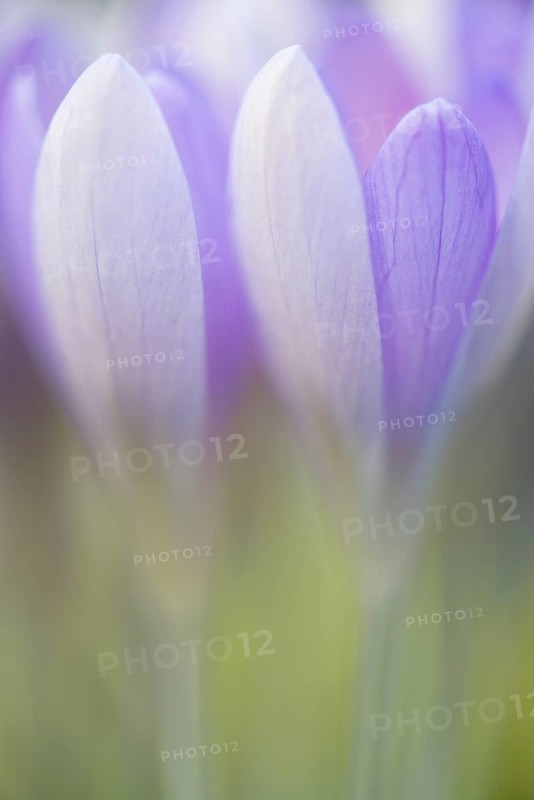 Woodland crocus (Crocus tommasinianus)