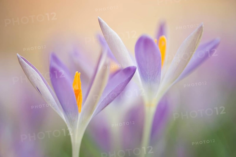 Woodland crocus (Crocus tommasinianus)
