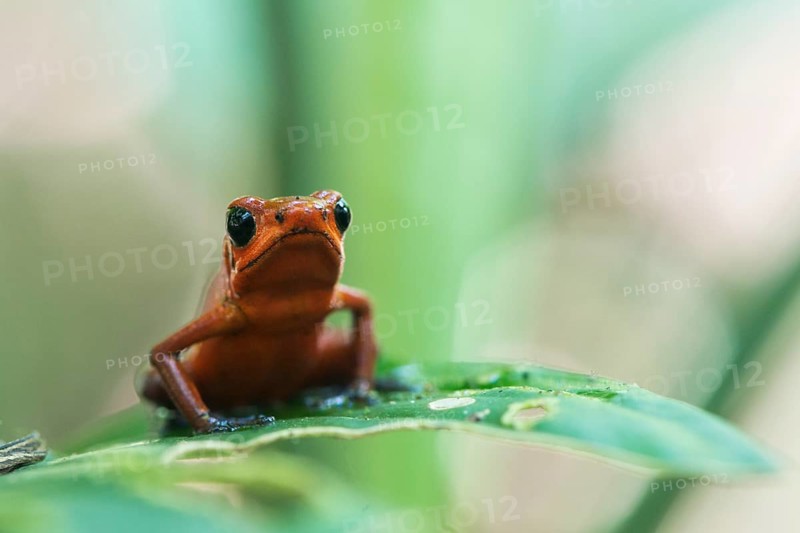 Strawberry poison-dart frog (Oophaga pumilio) perched on a leaf