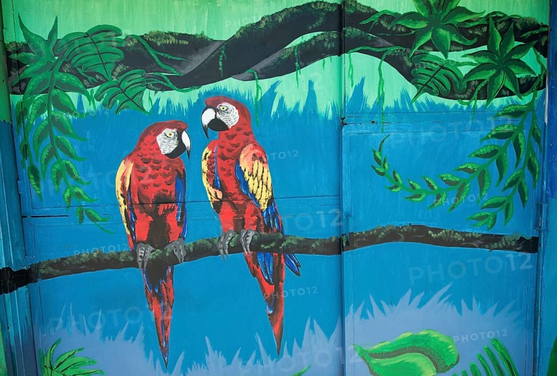 Graffiti of two Scarlet Macaws