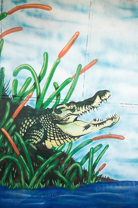 Graffiti of a crocodile