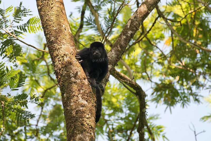 Mantled Howler (Alouatta palliata) resting in a tree