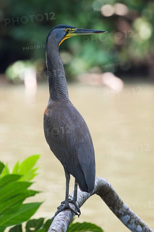 Fasciated tiger heron (Tigrisoma fasciatum) standing alertly on branch on water