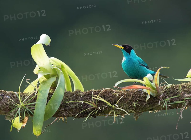 Green Honeycreeper (Chlorophanes spiza) perched on a tree branch