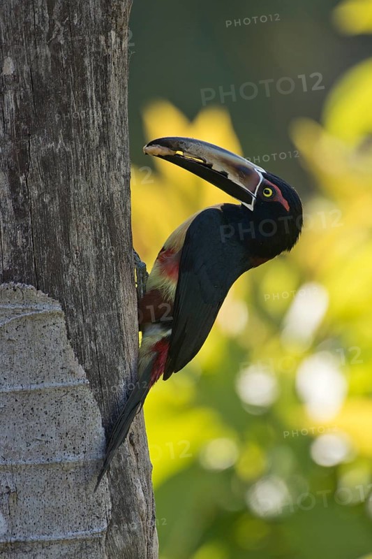 Collared Aracari (Pteroglossus torquatus) on a tree trunk