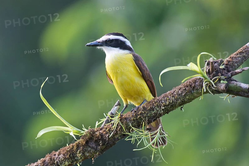Great Kiskadee (Pitangus sulfuratus) perched on a tree branch