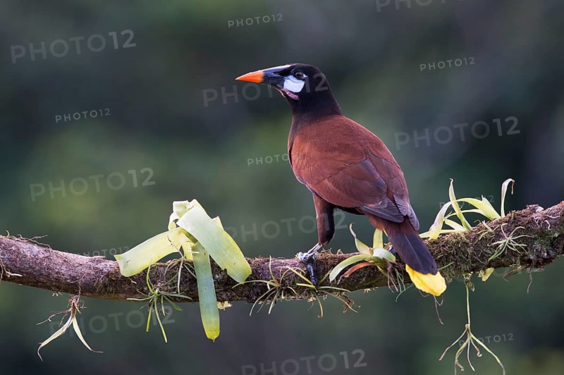 Montezuma Oropendola (Gymnostinops montezuma) perched on a tree branch