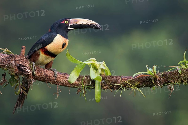 Collared Aracari (Pteroglossus torquatus) perched on a branch