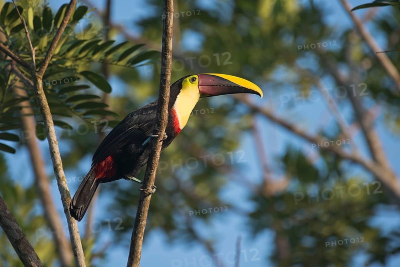 Swainson toucan (Ramaphastos swainsonii) perched on a tree branch