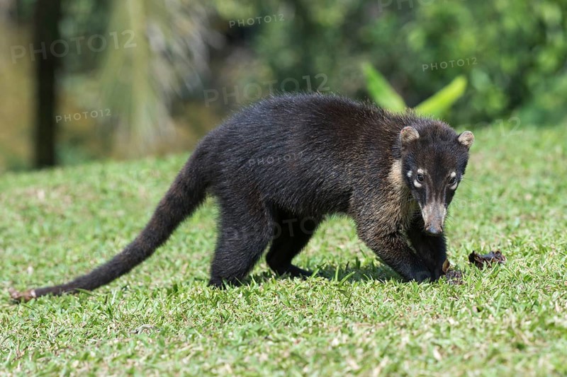 White-nosed Coati (Nasua narica)