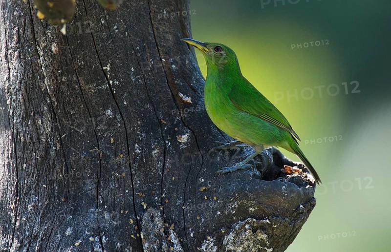 Green Honeycreeper (Chlorophanes spiza) perched on a tree trunk