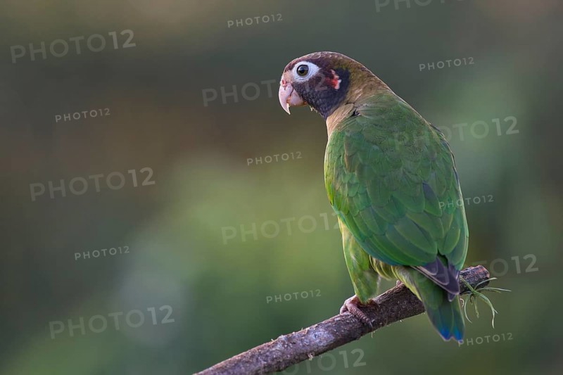 Brown-hooded Parrot (Pyrilia haematotis) perched on a tree branch