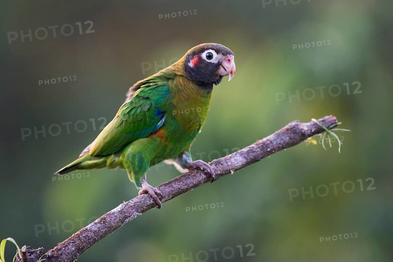 Brown-hooded Parrot (Pyrilia haematotis) perched on a tree branch