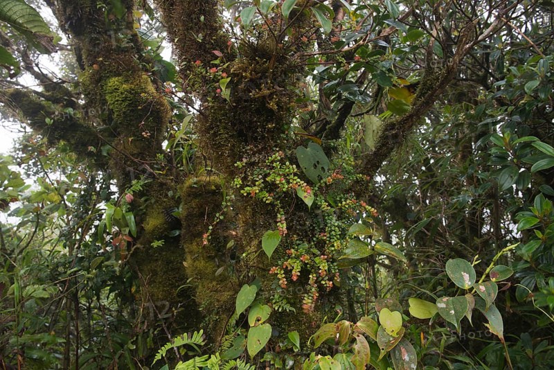 Cloud forest