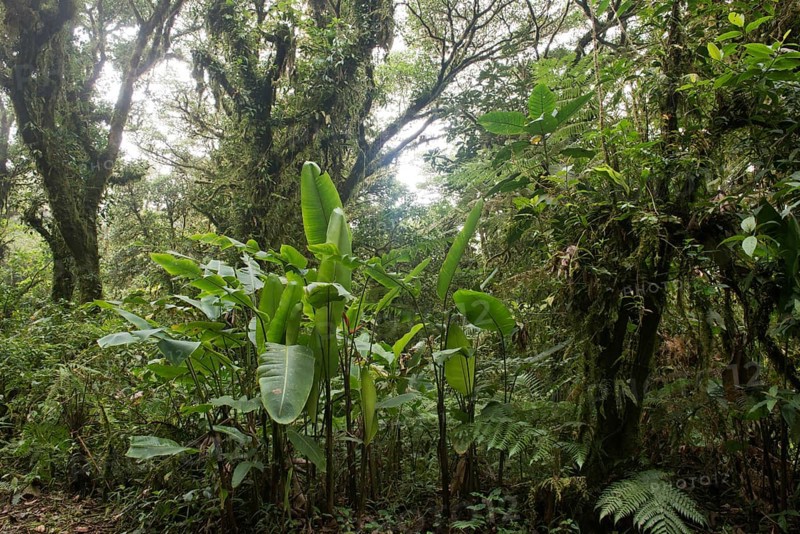 Cloud forest