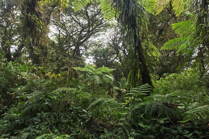 Cloud forest