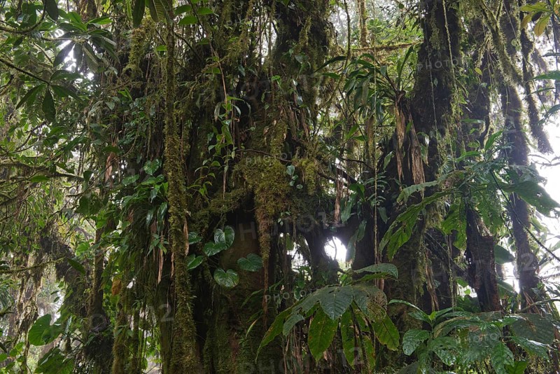 Cloud forest