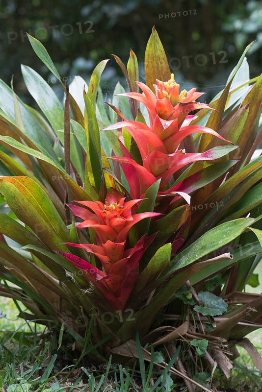 Bromeliads (Bromelia sp.)