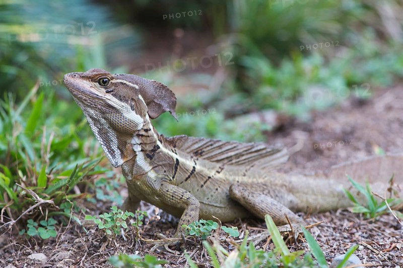 Common Basilisk (Basiliscus basiliscus)