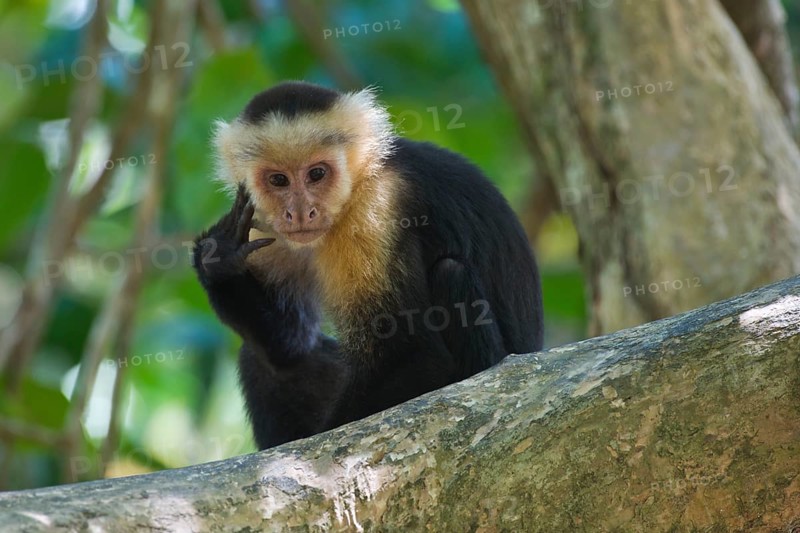 White-headed capuchin (Cebus capucinus) sitting pensively in a tree