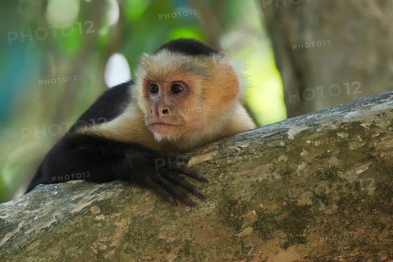 White-headed capuchin (Cebus capucinus)