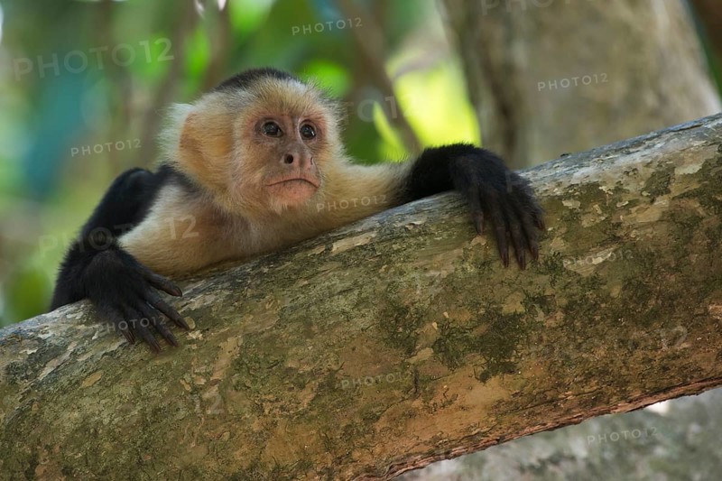White-headed capuchin (Cebus capucinus)
