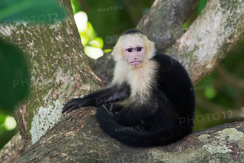 White-headed capuchin (Cebus capucinus) sitting in tree