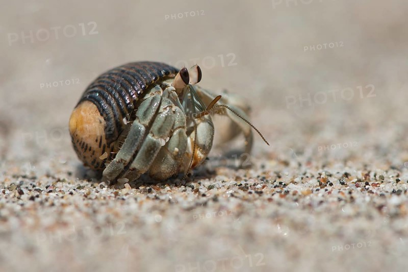 Ecuadorian Hermit Crab (Coenobita compressus) in the sand
