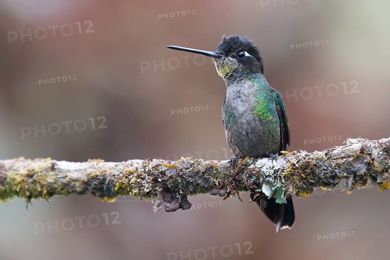 Magnificent Hummingbird (Eugene fulgens) perched on a tree branch