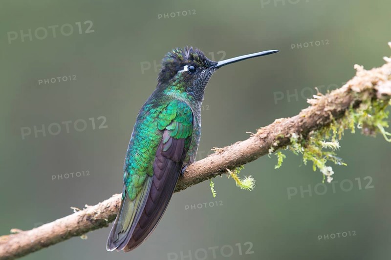 Magnificent Hummingbird (Eugene fulgens) perched on a tree branch