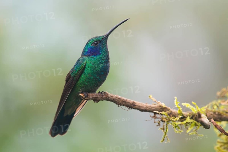 Green violetear (Colibri thalassinus) sitting on branch